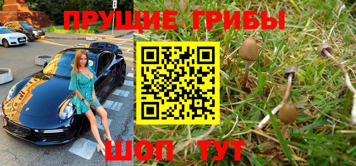 Псилоцибиновые грибы Psilocybine cubensis Кострома